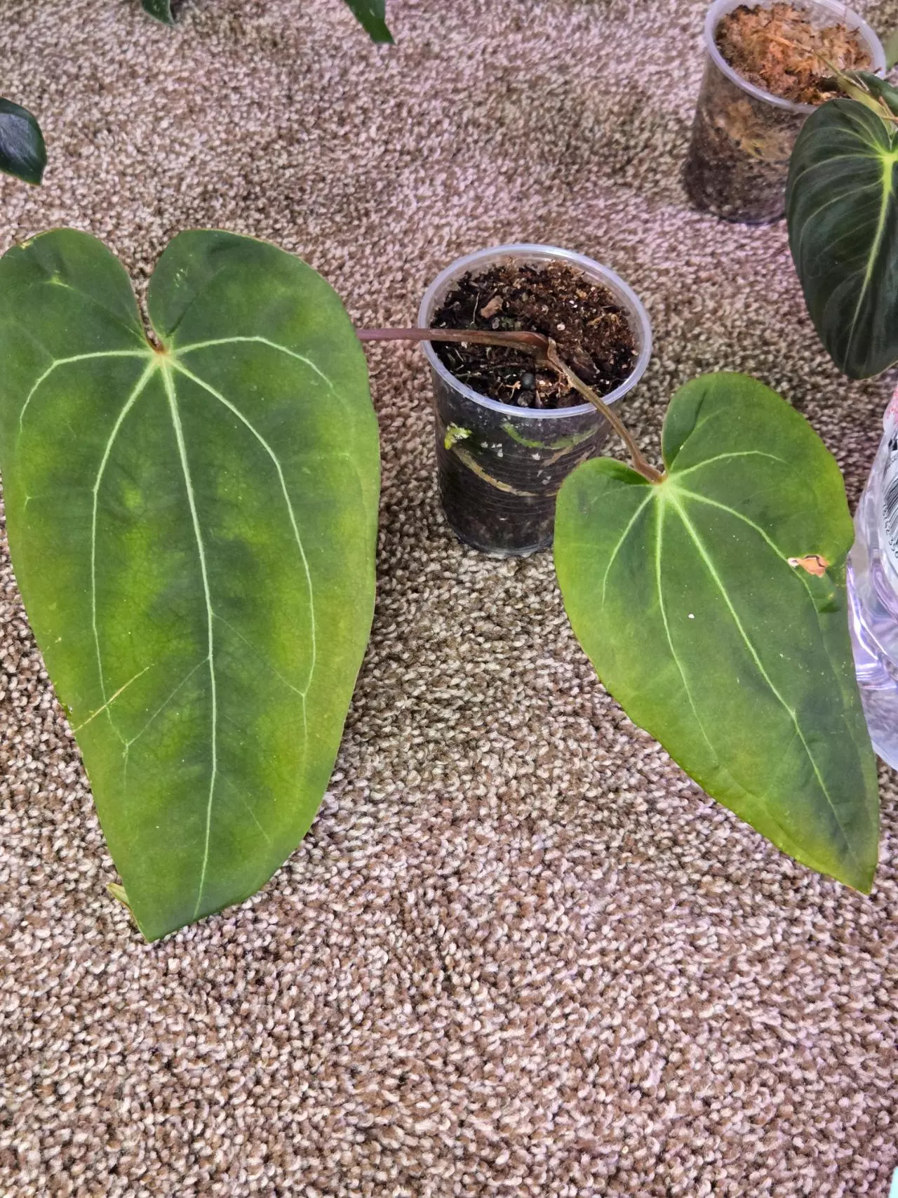 plant/NoID Anthurium-0