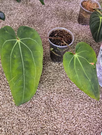 plant/NoID Anthurium-0-thumbnail