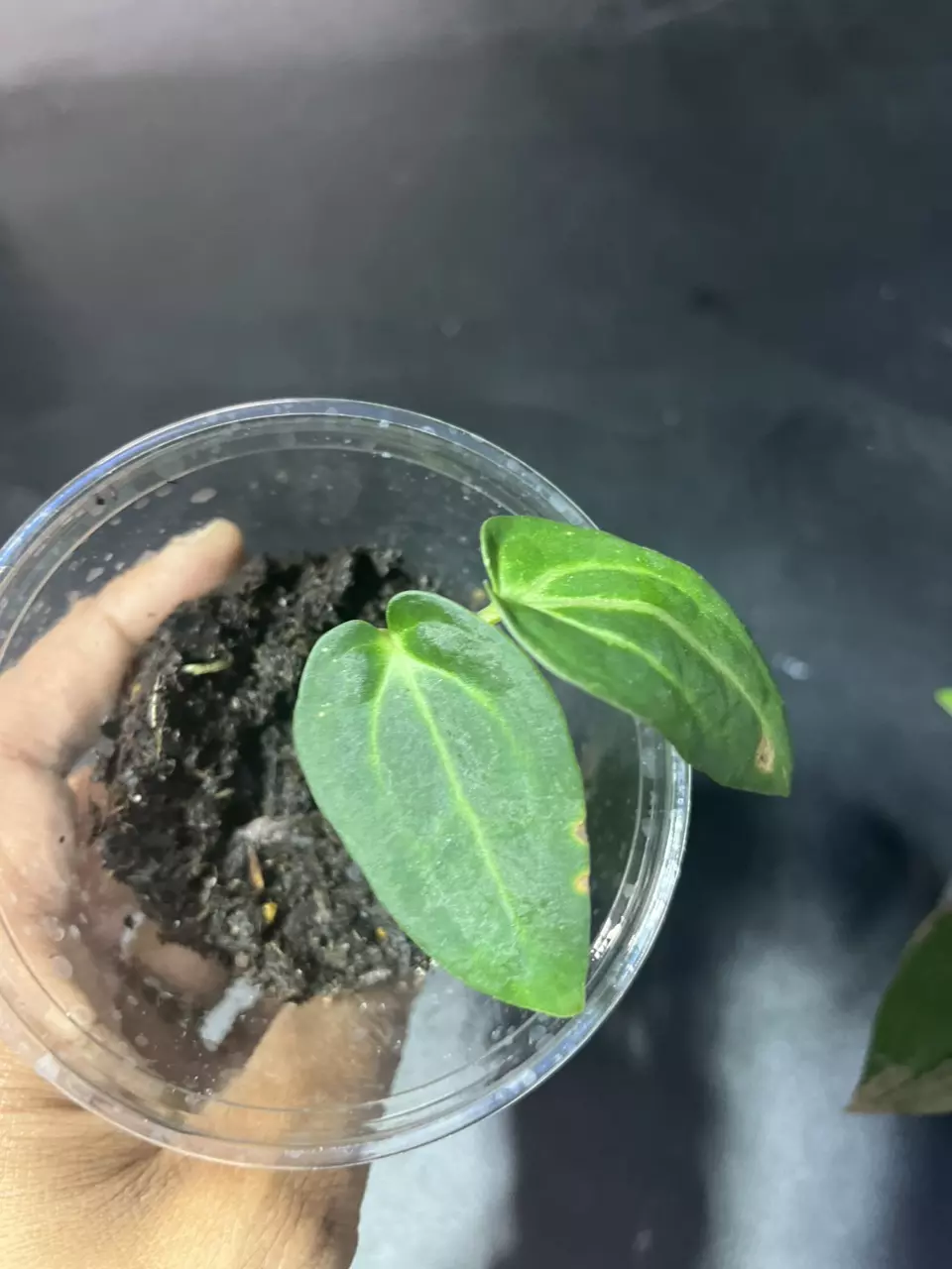 plant/Anthurium Carlablackiae | Compact Velvet Jewel-0