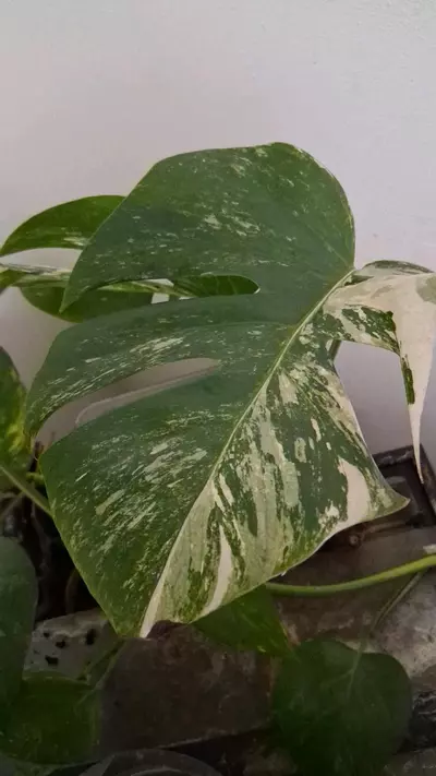 plant/Monstera Borsigiana Albo (tri colored)Cuttings-2-thumbnail