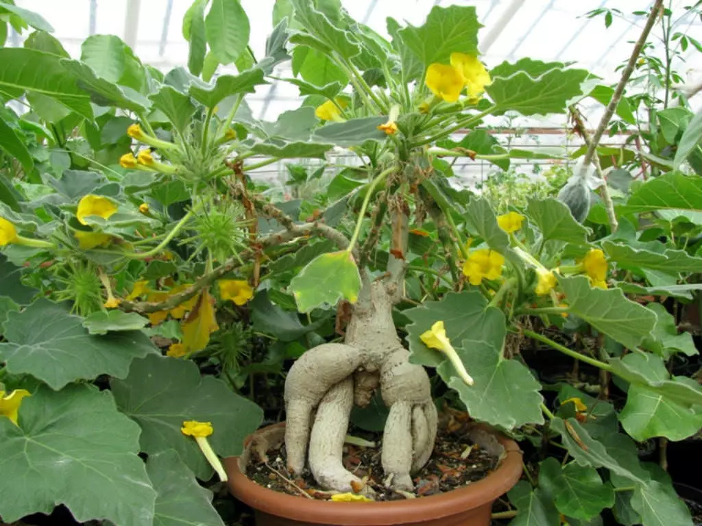 plant/Uncarina roeoesliana (Grower’s Choice)-0