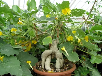 plant/Uncarina roeoesliana (Grower’s Choice)-0-thumbnail