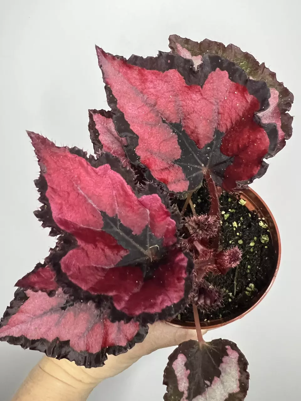 plant/Begonia Harmony’s Red Robin-0