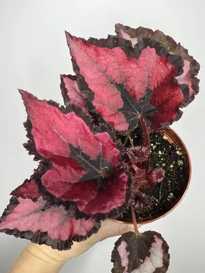 plant/Begonia Harmony’s Red Robin-0-thumbnail