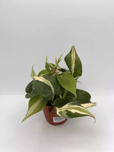 plant/4IN PHILODENDRON
SILVER STRIPE-0-thumbnail