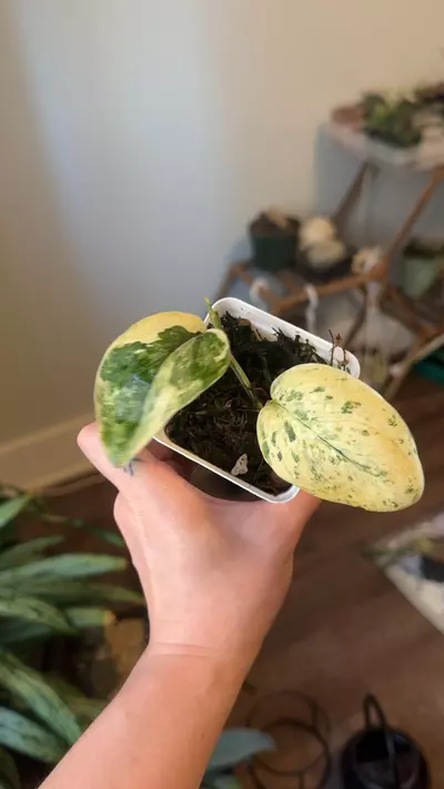 plant/Scindapsus Hailmoon-1-thumbnail