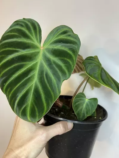 plant/Philodendron Verrucosum - 6” Pot-0-thumbnail