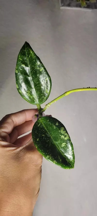 plant/Hoya AH805 Splash *Lightly rooted-1-thumbnail