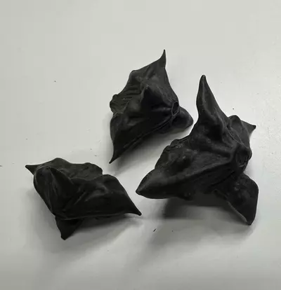 plant/3X Witch’s Dice Demon SeedPods)-0-thumbnail