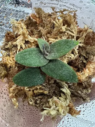 plant/Purple Teddy Bear Vine-0-thumbnail