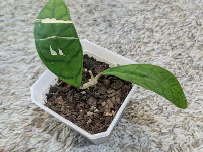 plant/Hoya Calistophylla-1-thumbnail