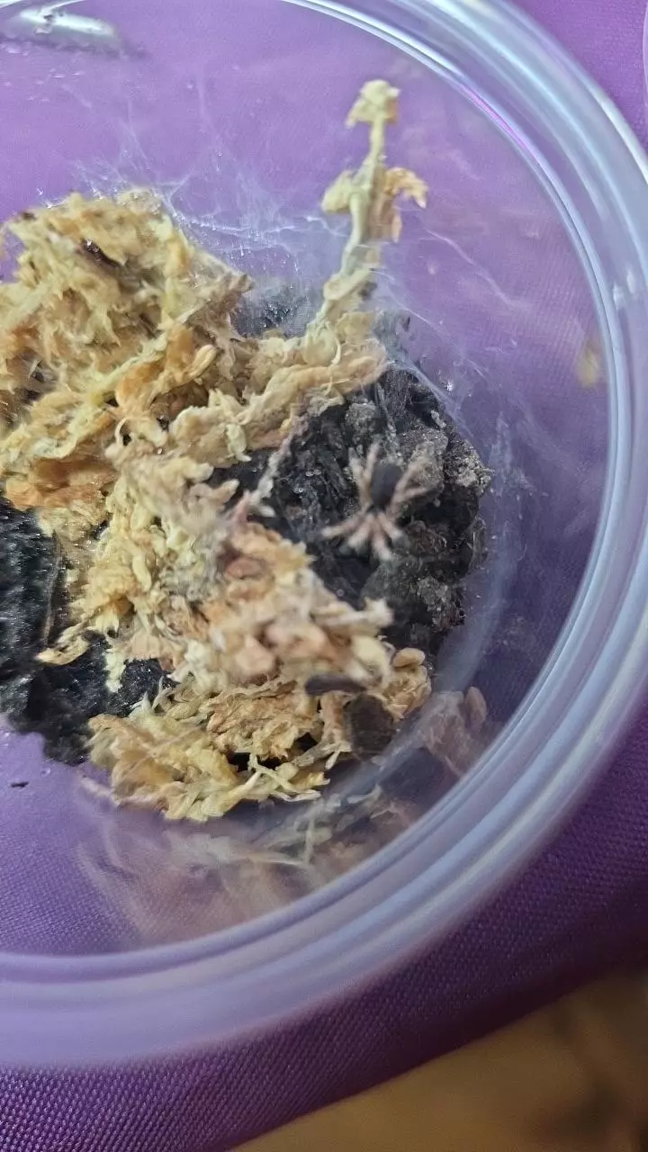 plant/Trinidad Gold (Neoholothele incei) 1/4"+-0