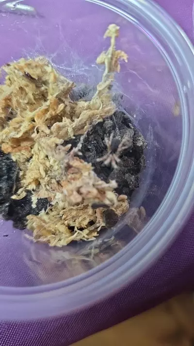 plant/Trinidad Gold (Neoholothele incei) 1/4"+-0-thumbnail