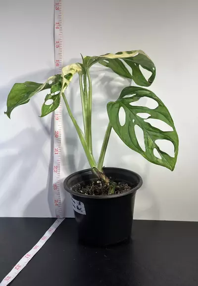 plant/Variegated Monstera Adansonii-0-thumbnail