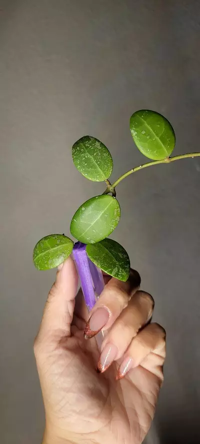 plant/Hoya Phu Yen Splash *Unrooted-0-thumbnail