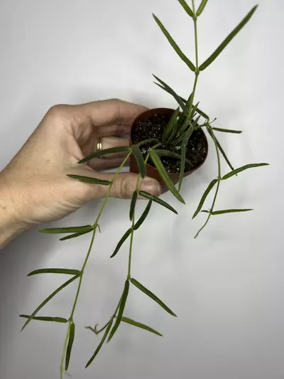 plant/Hoya Linearis-0-thumbnail