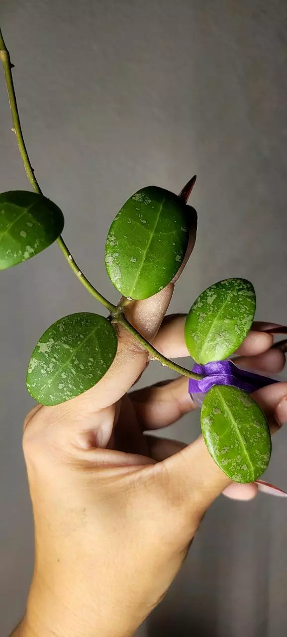 plant/Hoya Phu Yen Splash *Unrooted-2