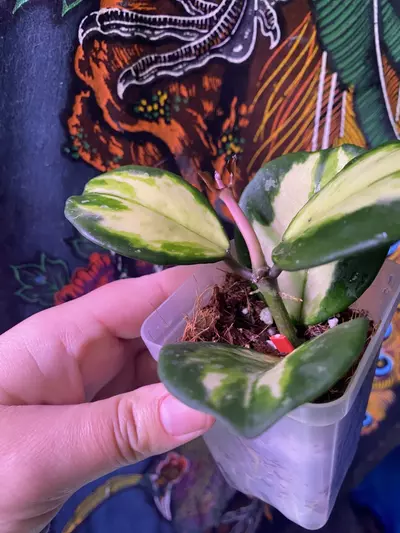 plant/Hoya Obovata Inner Variegated-1-thumbnail