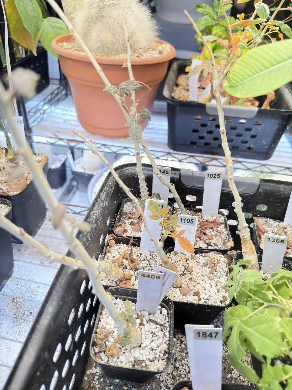 plant/Boswellia bullata (Grower’s Choice)-1