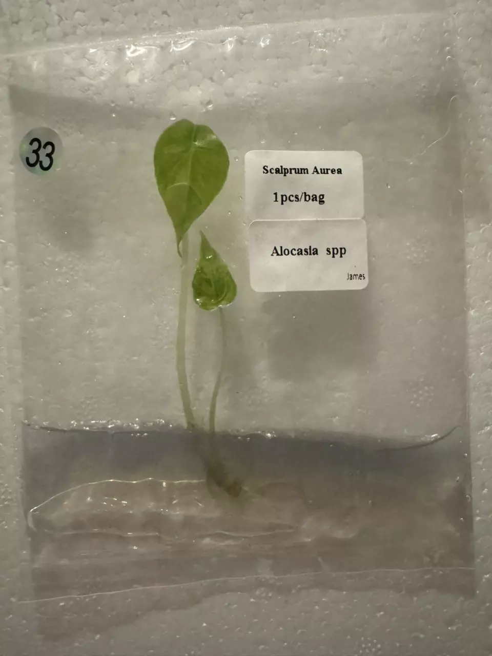 plant/Alocasia Scalprum Aurea TC 33-0