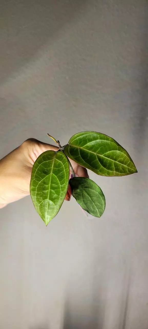 plant/Hoya 'Karaked 14' WRX32-14 (UT033 x Elliptica) *Lightly rooted-0