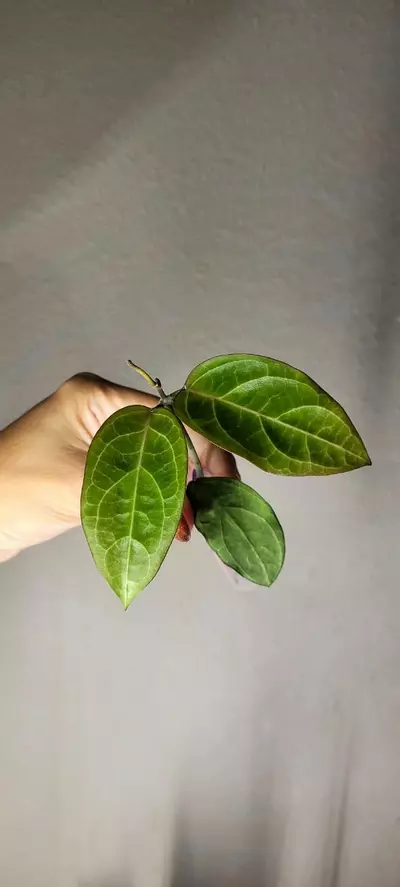 plant/Hoya 'Karaked 14' WRX32-14 (UT033 x Elliptica) *Lightly rooted-0-thumbnail