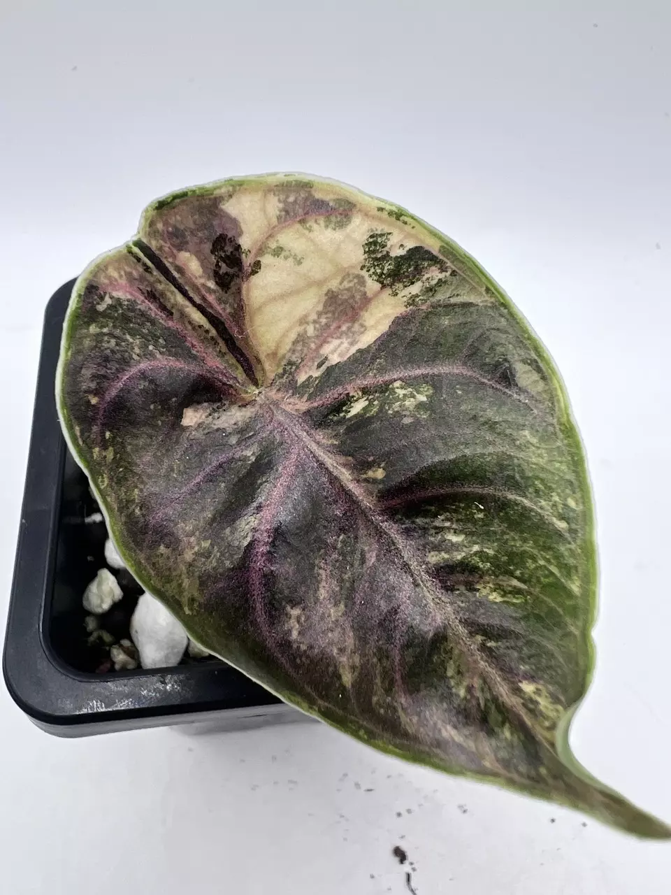 plant/Alocasia Azlanii Orange-0