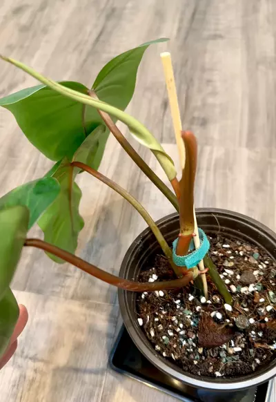 plant/Philodendron Red Emerald – 6 inch pot-4-thumbnail