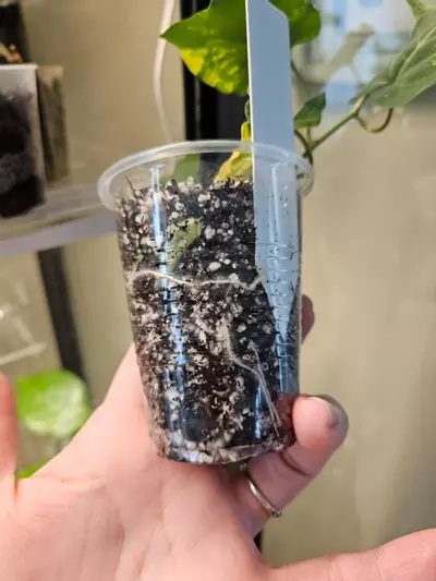 plant/Fallopia multiflora aurea #1-4-thumbnail