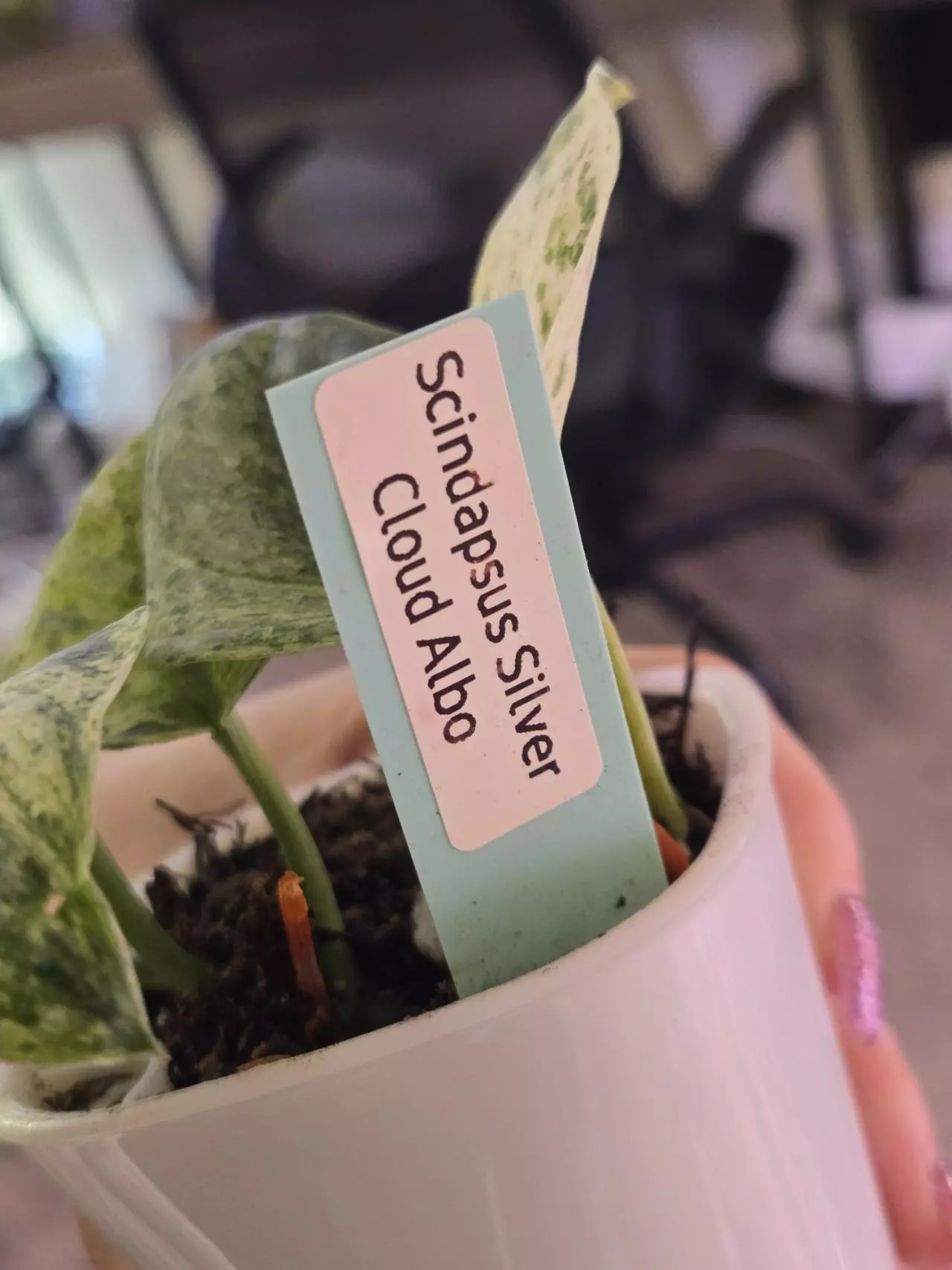 plant/Scindapsus Silver Cloud Albo-1