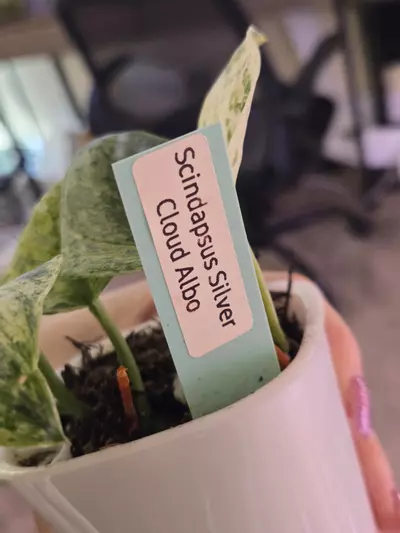 plant/Scindapsus Silver Cloud Albo-1-thumbnail