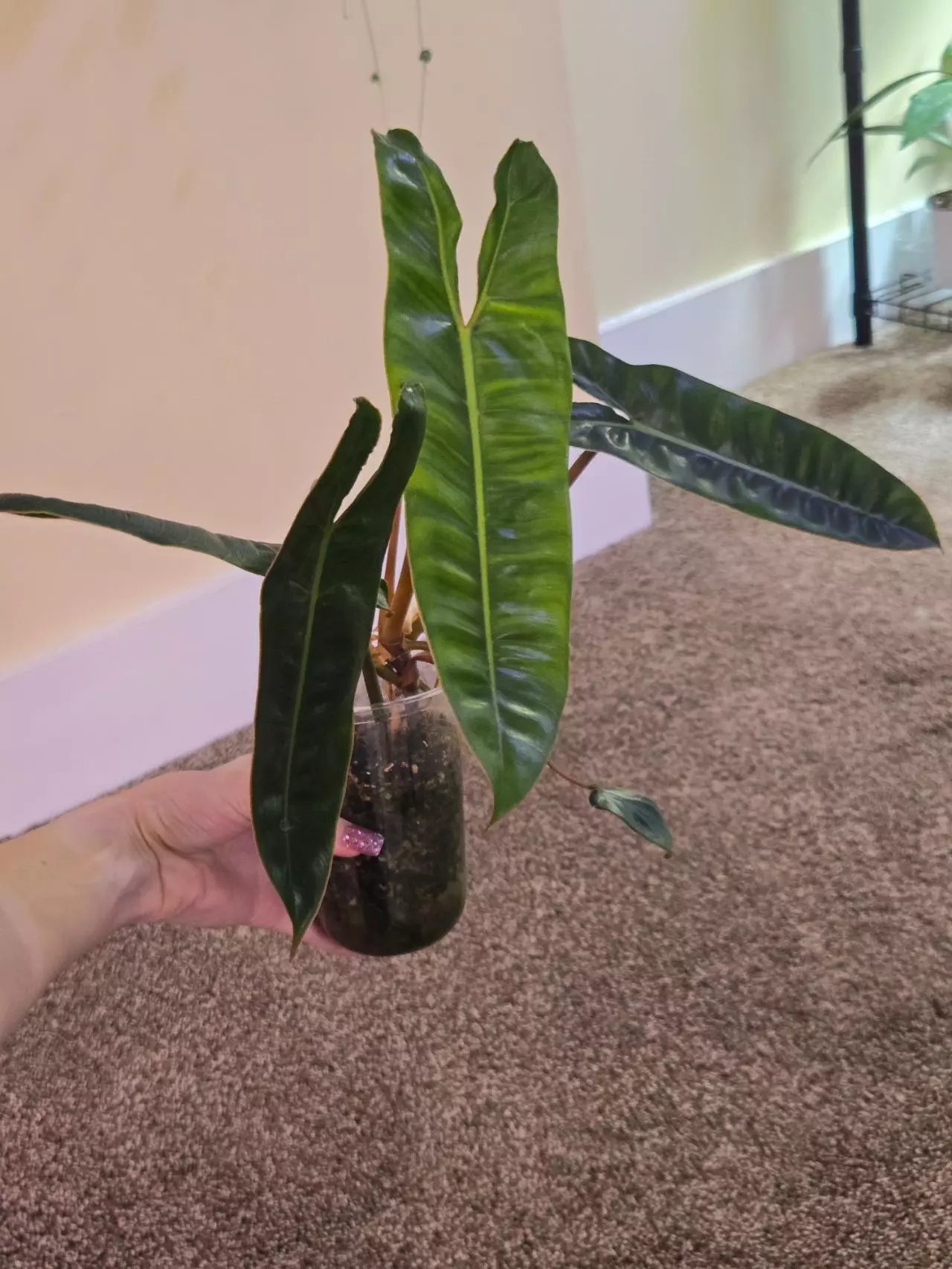 plant/Plant Bundle-3