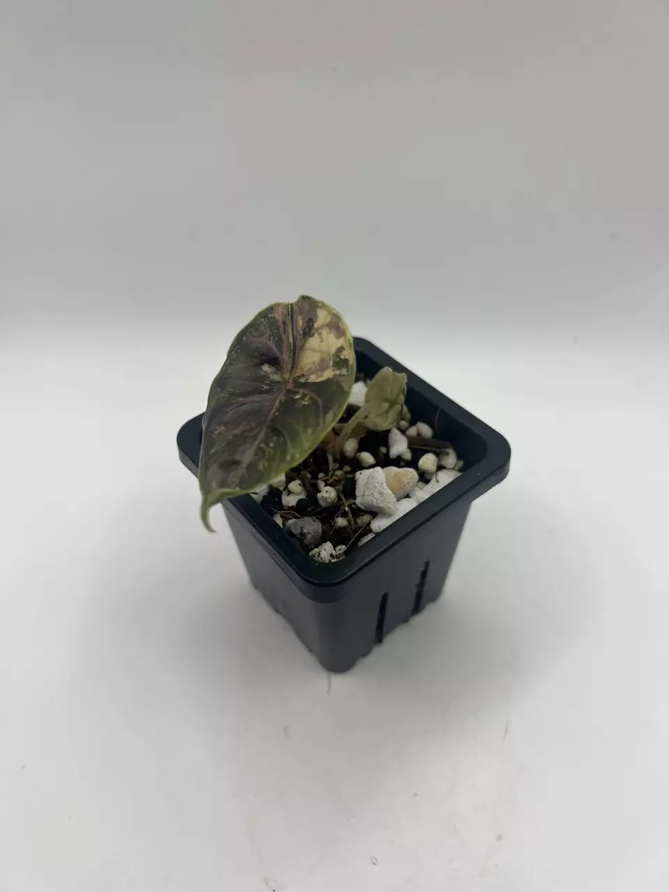 plant/Alocasia Azlanii Orange-3