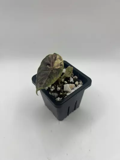 plant/Alocasia Azlanii Orange-3-thumbnail