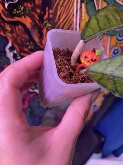 plant/Hoya Nong Nooch-2-thumbnail