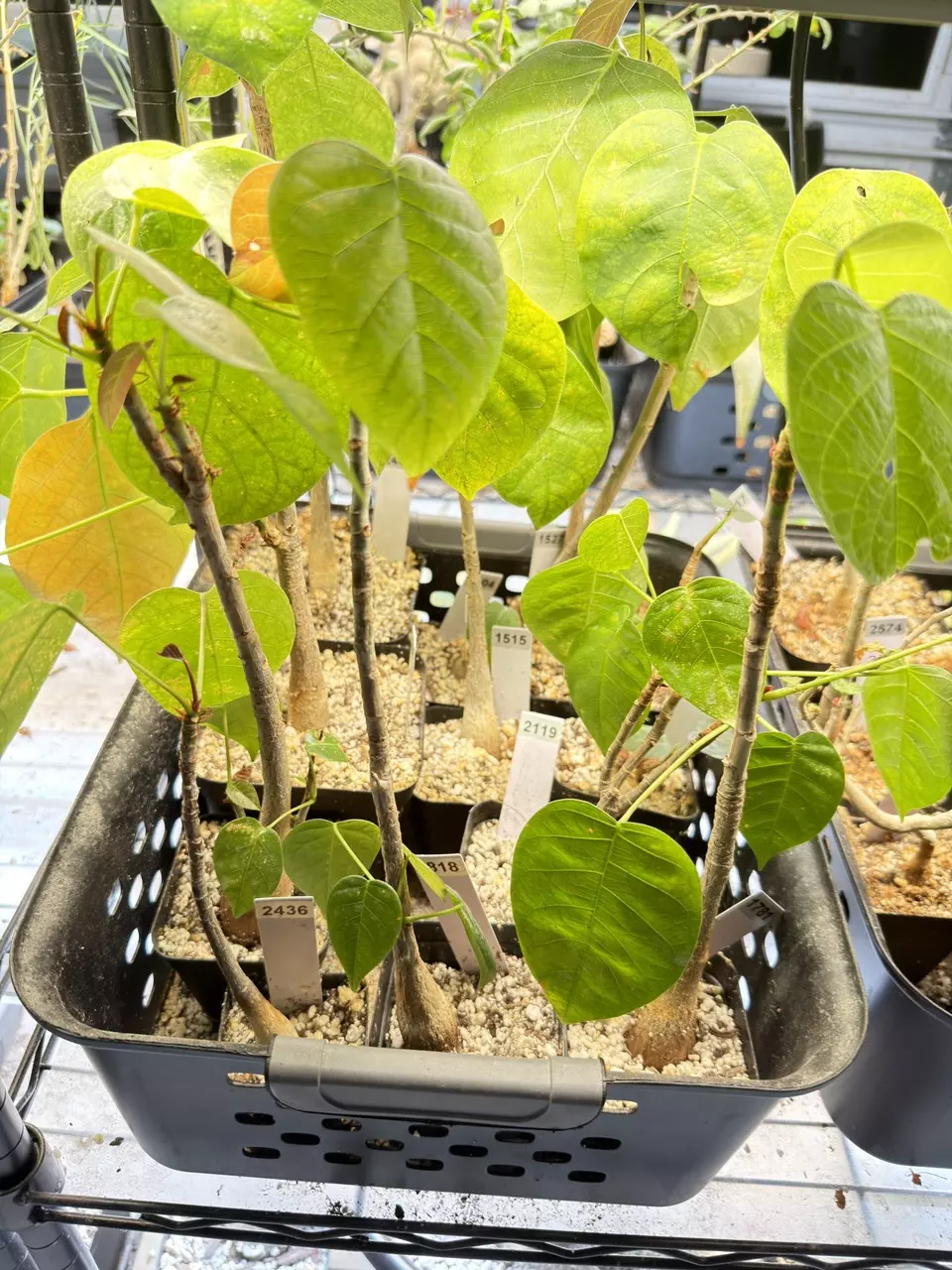 plant/Pseudobombax ellipticum (Grower’s Choice)-1