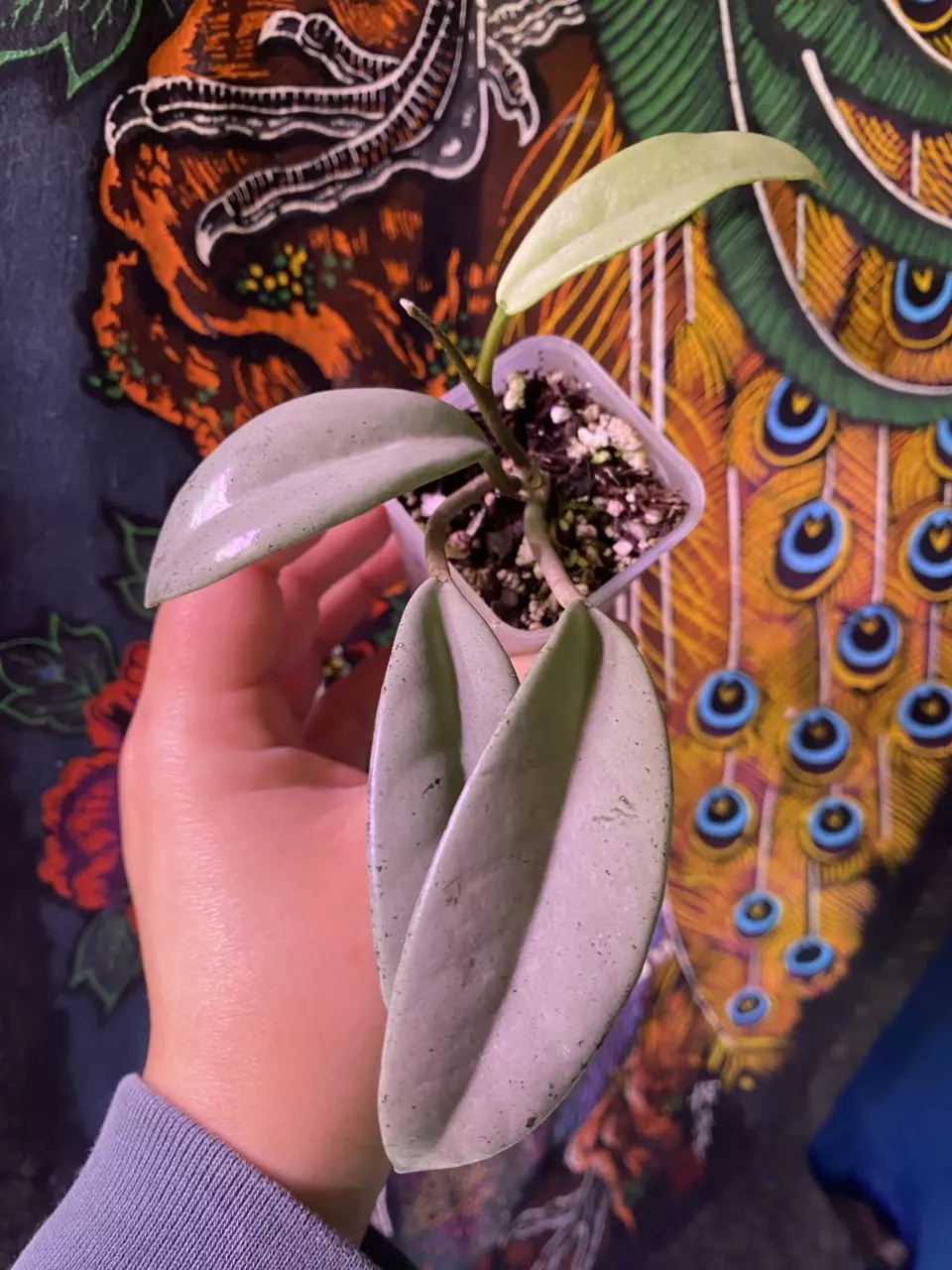plant/Hoya Wilbur Graves Silver-0