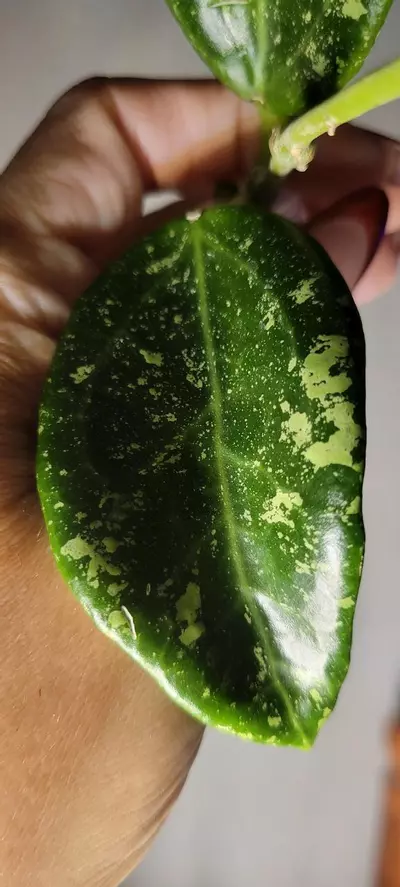 plant/Hoya AH805 Splash *Lightly rooted-2-thumbnail