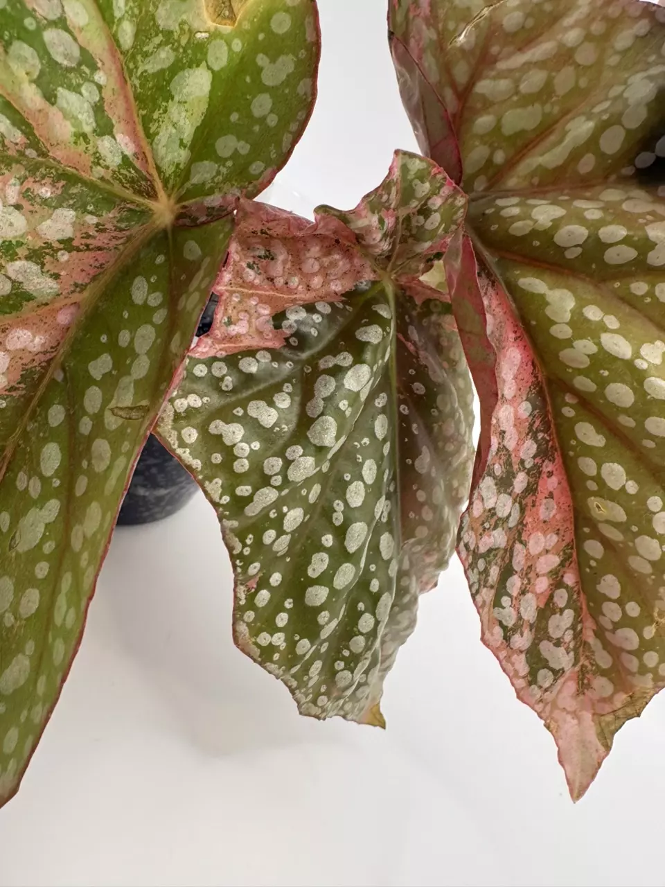 plant/Begonia ‘Snow Capped’ Variegated-1