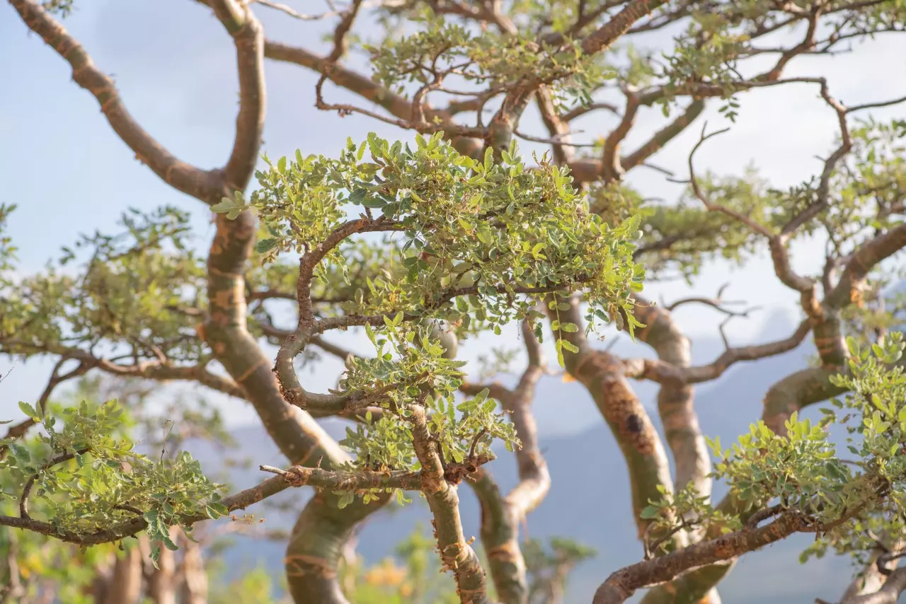 plant/Boswellia bullata (Grower’s Choice)-0