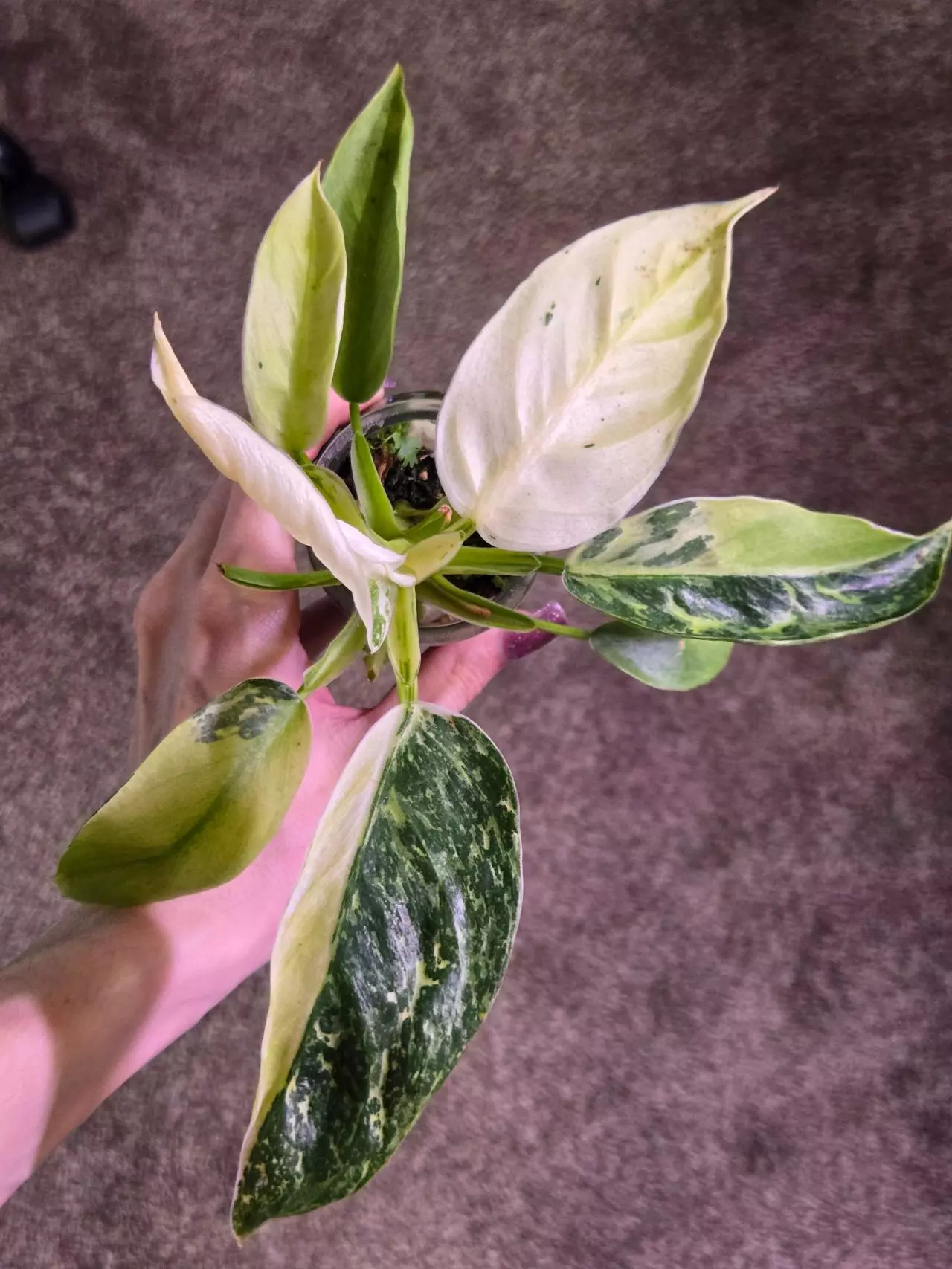 plant/Philodendron Jose Bueno-0