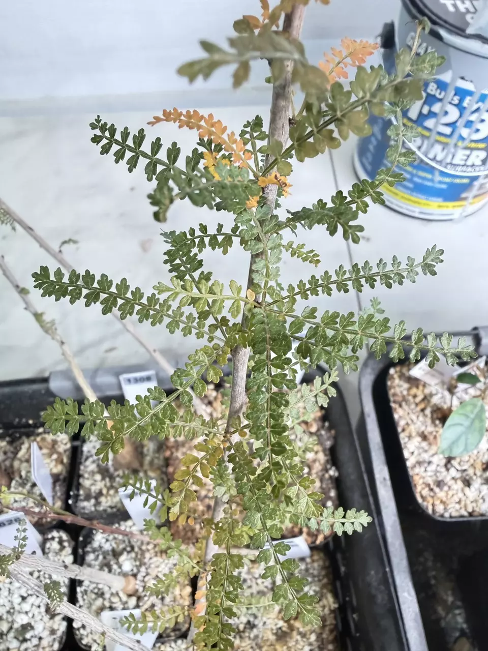 plant/Boswellia socotrana (Grower’s Choice)-2