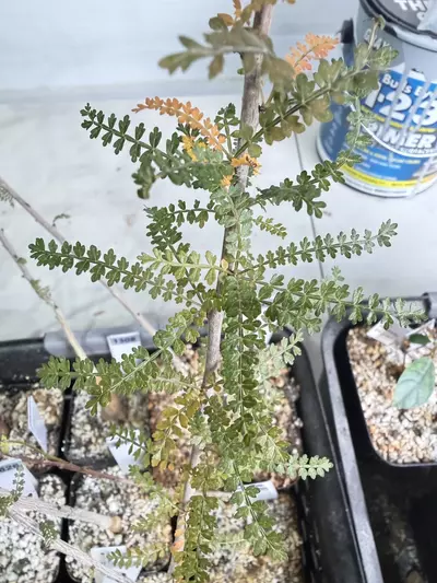 plant/Boswellia socotrana (Grower’s Choice)-2-thumbnail