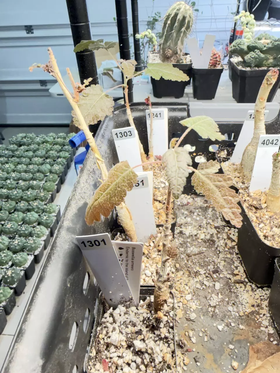 plant/Boswellia ameero (Grower’s Choice)-1