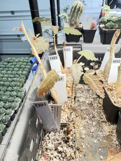 plant/Boswellia ameero (Grower’s Choice)-1-thumbnail