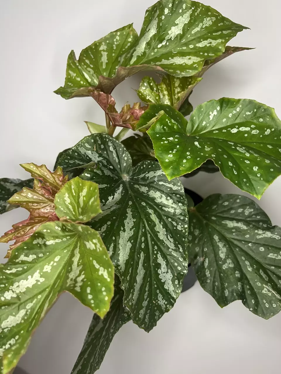plant/Begonia Silver Mist Angel-0