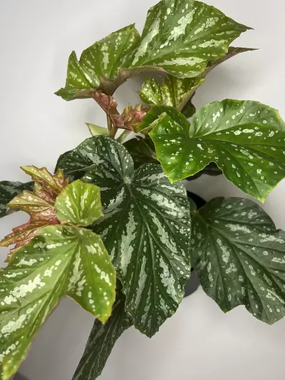 plant/Begonia Silver Mist Angel-0-thumbnail
