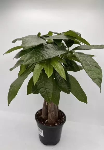 plant/Braided money tree-0-thumbnail