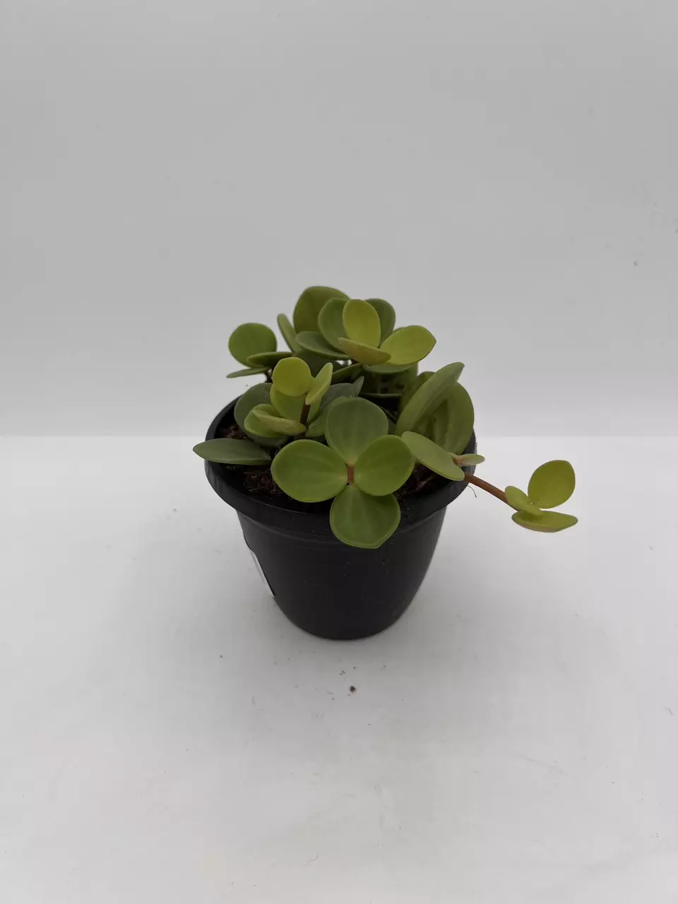 plant/Peperomia hope 4in-0