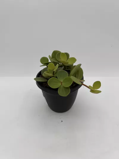 plant/Peperomia hope 4in-0-thumbnail